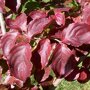 Grootbloemige Japanse kornoelje roze herfstkleur